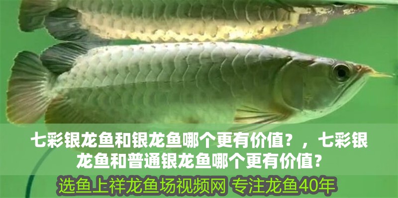 七彩銀龍魚和銀龍魚哪個更有價值？，七彩銀龍魚和普通銀龍魚哪個更有價值？