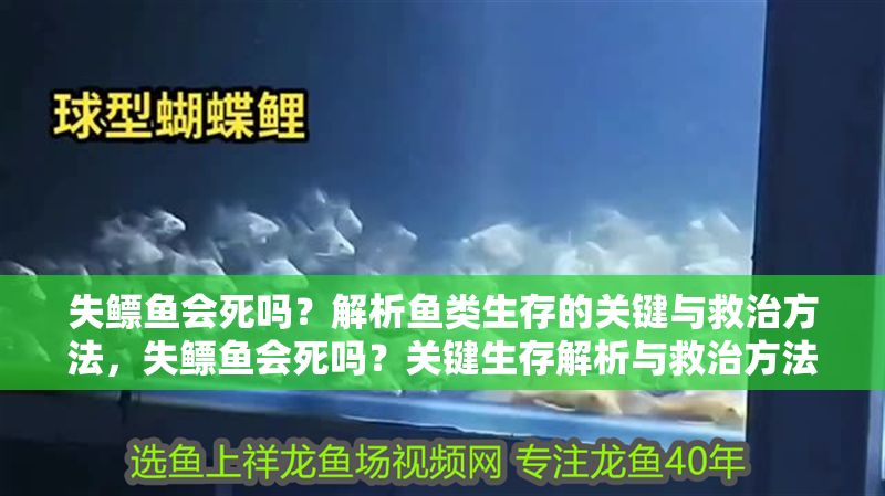 失鰾魚會死嗎？解析魚類生存的關鍵與救治方法，失鰾魚會死嗎？關鍵生存解析與救治方法全指南 失鰾魚會死嗎？解析魚類生存的關鍵與救治方法，失鰾魚會死嗎？關鍵生存解析與救治方法全指南 龍魚百科 第1張
