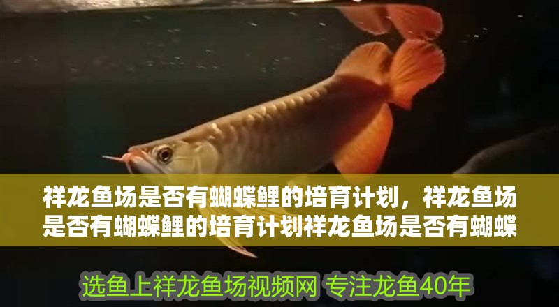 祥龍魚場是否有蝴蝶鯉的培育計劃，祥龍魚場是否有蝴蝶鯉的培育計劃祥龍魚場是否有蝴蝶鯉的培育計劃