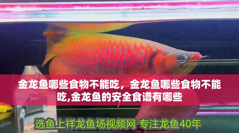 金龍魚哪些食物不能吃，金龍魚哪些食物不能吃,金龍魚的安全食譜有哪些 金龍魚哪些食物不能吃，金龍魚哪些食物不能吃,金龍魚的安全食譜有哪些 龍魚百科
