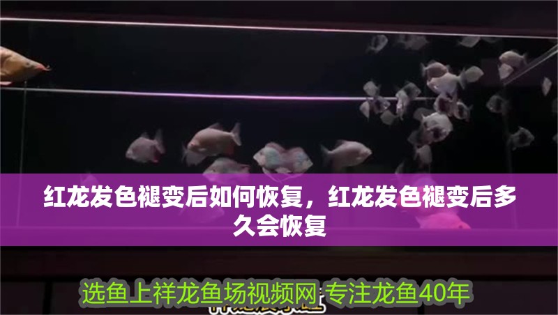 紅龍發(fā)色褪變后如何恢復(fù)，紅龍發(fā)色褪變后多久會(huì)恢復(fù)