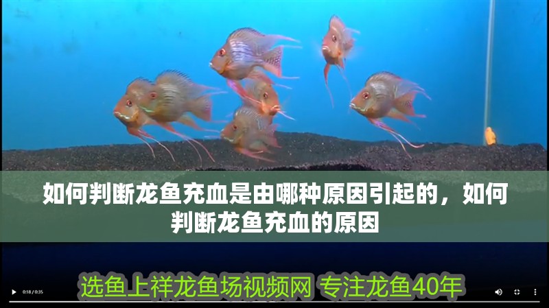 如何判斷龍魚(yú)充血是由哪種原因引起的，如何判斷龍魚(yú)充血的原因