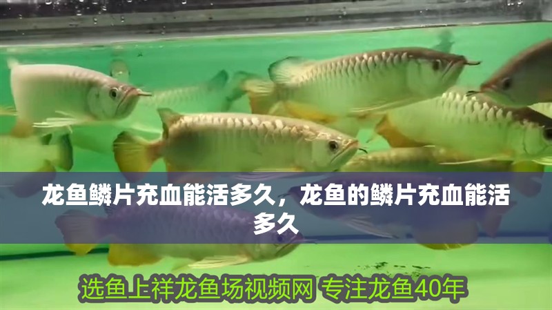 龍魚鱗片充血能活多久，龍魚的鱗片充血能活多久