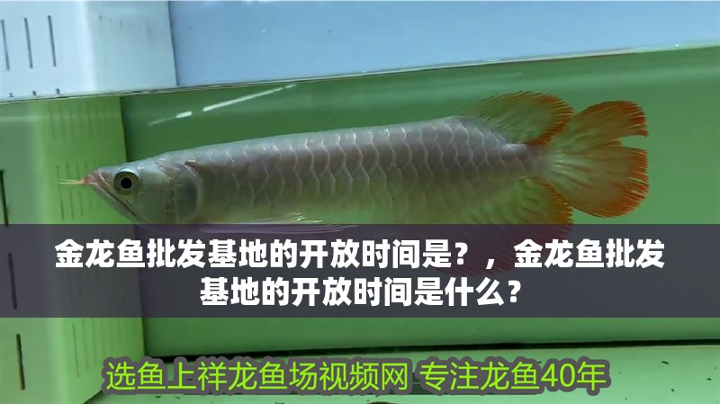 金龍魚批發(fā)基地的開放時(shí)間是？，金龍魚批發(fā)基地的開放時(shí)間是什么？