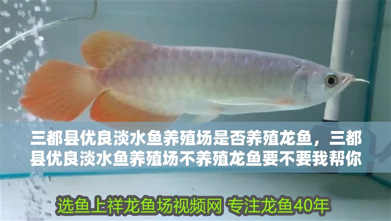三都縣優良淡水魚養殖場是否養殖龍魚，三都縣優良淡水魚養殖場不養殖龍魚要不要我幫你整理