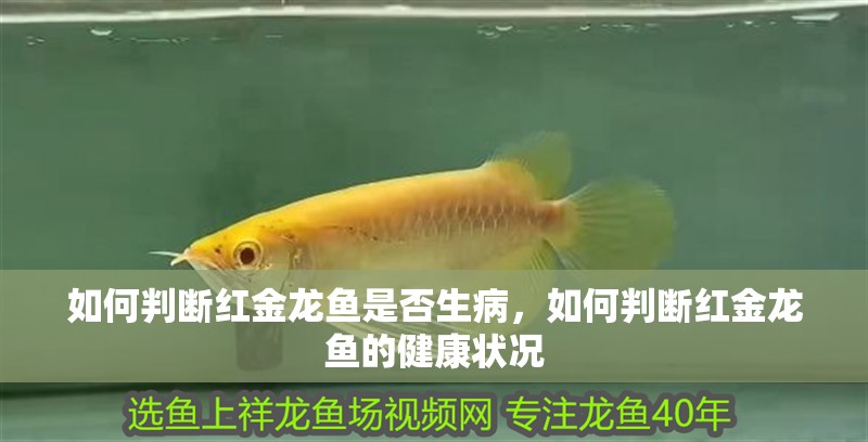 如何判斷紅金龍魚是否生病，如何判斷紅金龍魚的健康狀況