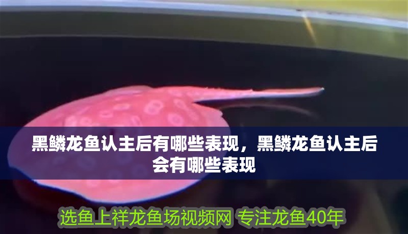 黑鱗龍魚認主后有哪些表現，黑鱗龍魚認主后會有哪些表現