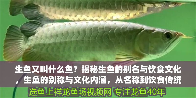 生魚又叫什么魚？揭秘生魚的別名與飲食文化，生魚的別稱與文化內(nèi)涵，從名稱到飲食傳統(tǒng)