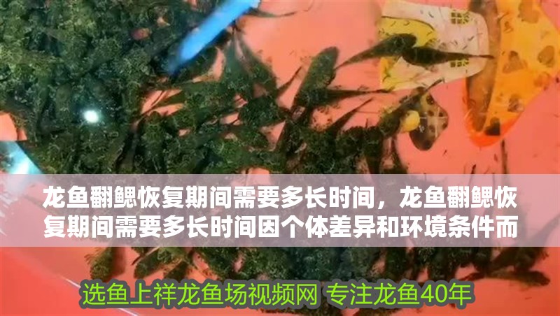 龍魚翻鰓恢復期間需要多長時間，龍魚翻鰓恢復期間需要多長時間因個體差異和環境條件而異