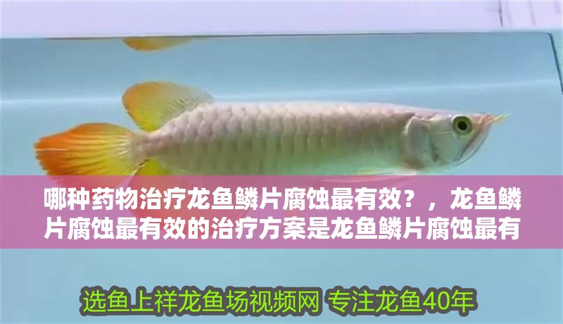 哪種藥物治療龍魚鱗片腐蝕最有效？，龍魚鱗片腐蝕最有效的治療方案是龍魚鱗片腐蝕最有效的治療方案