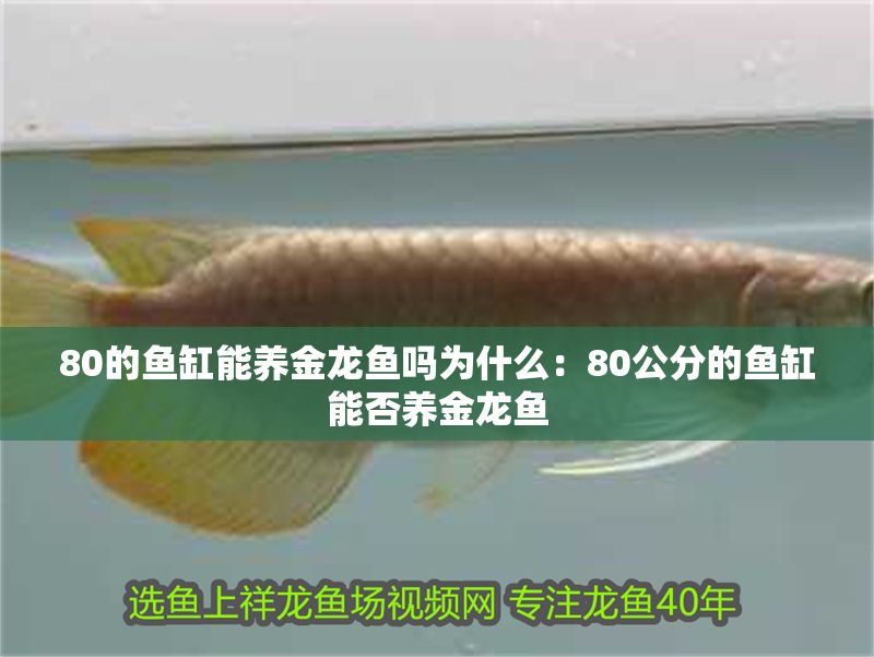 80的魚缸能養(yǎng)金龍魚嗎為什么：80公分的魚缸能否養(yǎng)金龍魚