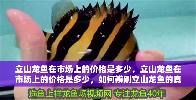 立山龍魚在市場上的價格是多少，立山龍魚在市場上的價格是多少，如何辨別立山龍魚的真偽