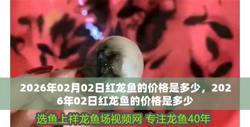 2026年02月02日紅龍魚的價格是多少，2026年02日紅龍魚的價格是多少