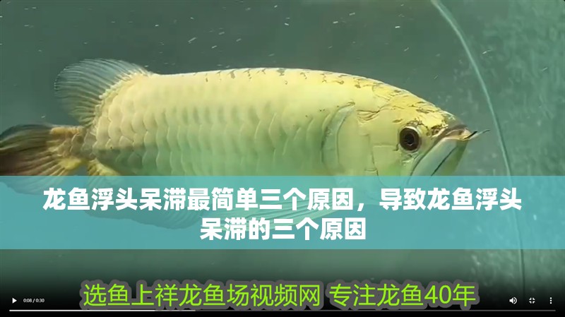 龍魚浮頭呆滯最簡單三個原因，導(dǎo)致龍魚浮頭呆滯的三個原因