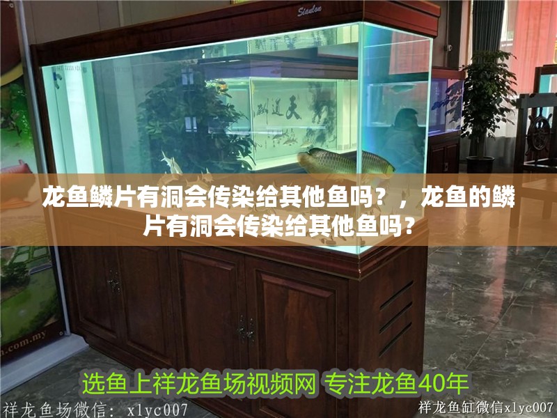 龍魚鱗片有洞會傳染給其他魚嗎？，龍魚的鱗片有洞會傳染給其他魚嗎？