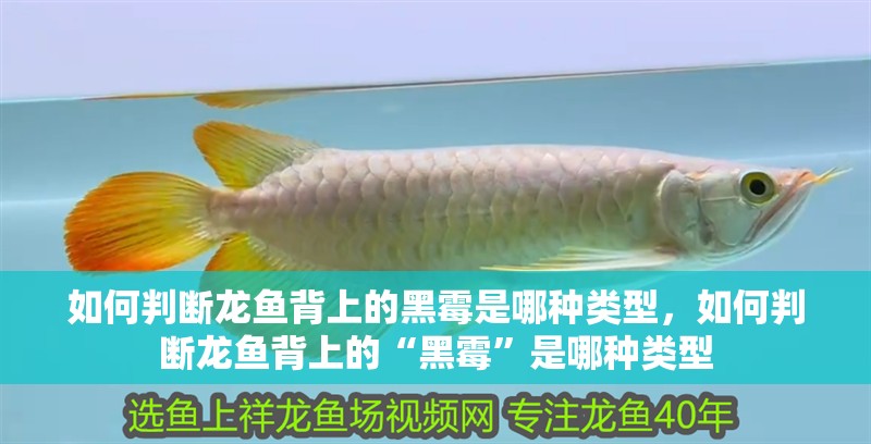 如何判斷龍魚背上的黑霉是哪種類型，如何判斷龍魚背上的“黑霉”是哪種類型 如何判斷龍魚背上的黑霉是哪種類型，如何判斷龍魚背上的“黑霉”是哪種類型 龍魚百科