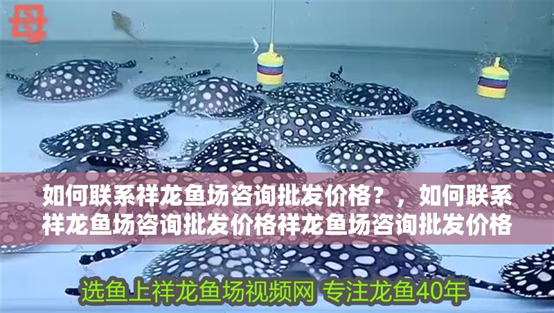 如何聯(lián)系祥龍魚場咨詢批發(fā)價格？，如何聯(lián)系祥龍魚場咨詢批發(fā)價格祥龍魚場咨詢批發(fā)價格 如何聯(lián)系祥龍魚場咨詢批發(fā)價格？，如何聯(lián)系祥龍魚場咨詢批發(fā)價格祥龍魚場咨詢批發(fā)價格 龍魚百科