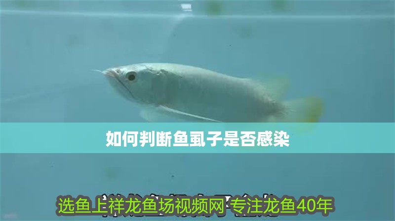 如何判斷魚虱子是否感染