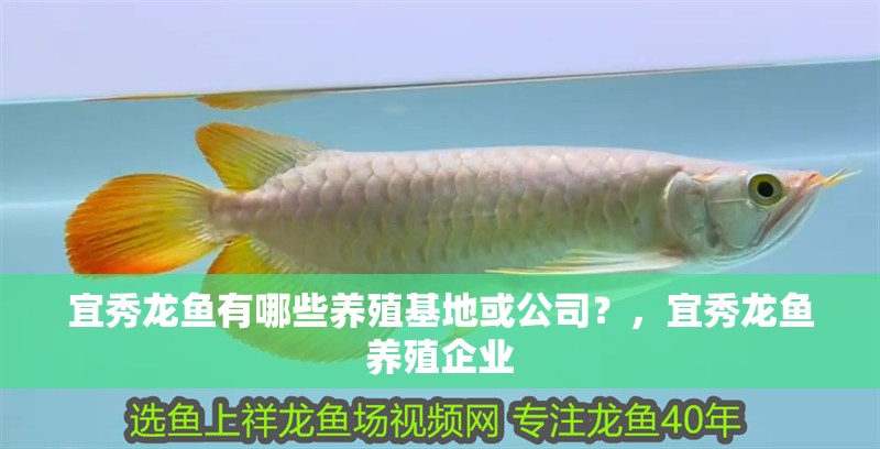 宜秀龍魚(yú)有哪些養(yǎng)殖基地或公司？，宜秀龍魚(yú)養(yǎng)殖企業(yè)