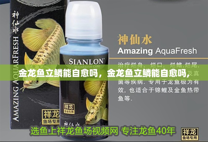 金龍魚立鱗能自愈嗎，金龍魚立鱗能自愈嗎,
