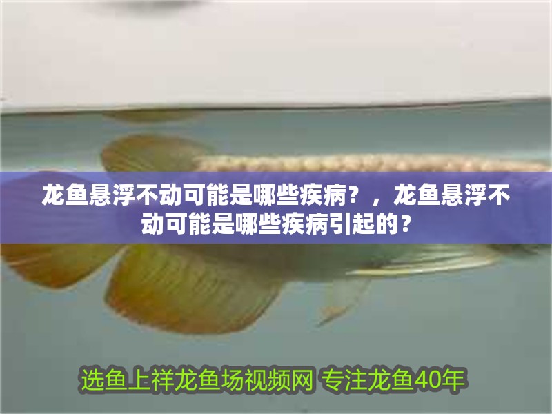 龍魚懸浮不動可能是哪些疾病？，龍魚懸浮不動可能是哪些疾病引起的？ 龍魚懸浮不動可能是哪些疾病？，龍魚懸浮不動可能是哪些疾病引起的？ 龍魚百科