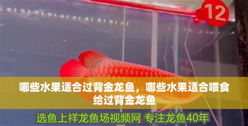 哪些水果適合過背金龍魚，哪些水果適合喂食給過背金龍魚
