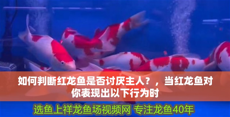如何判斷紅龍魚是否討厭主人？，當紅龍魚對你表現出以下行為時