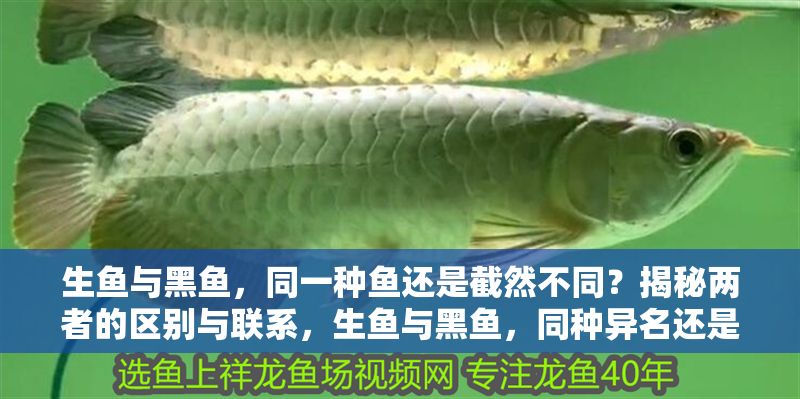 生魚與黑魚，同一種魚還是截然不同？揭秘兩者的區(qū)別與聯(lián)系，生魚與黑魚，同種異名還是截然不同？全面解析兩者的區(qū)別與聯(lián)系