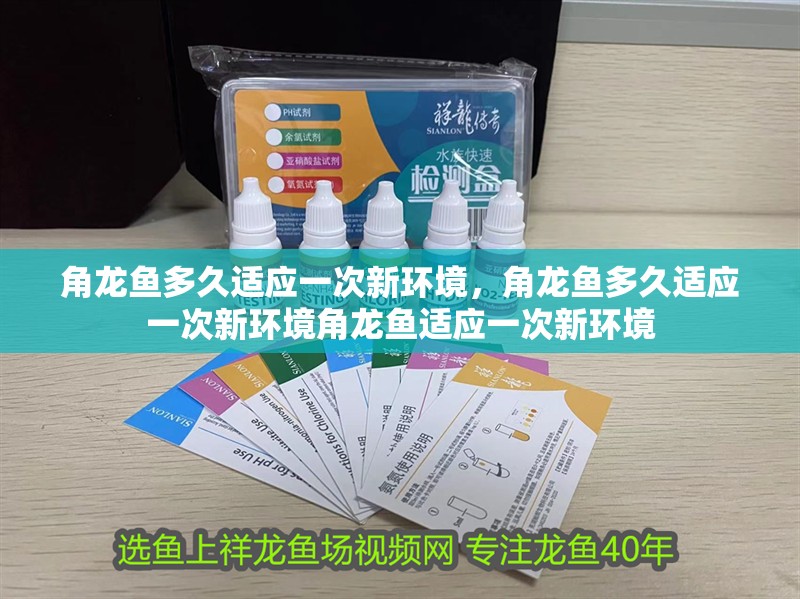 角龍魚多久適應一次新環境，角龍魚多久適應一次新環境角龍魚適應一次新環境