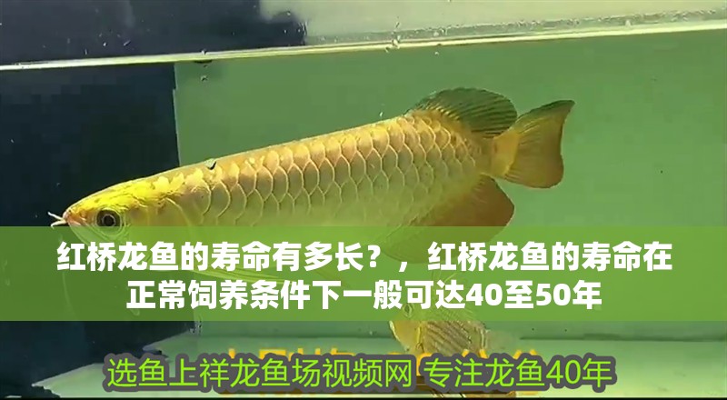 紅橋龍魚的壽命有多長？，紅橋龍魚的壽命在正常飼養條件下一般可達40至50年