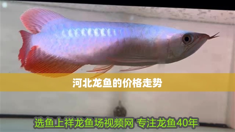 河北龍魚的價格走勢