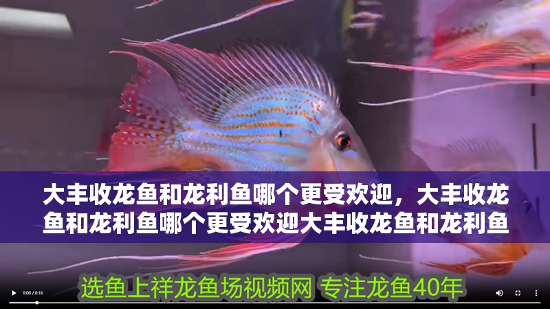 大豐收龍魚和龍利魚哪個(gè)更受歡迎，大豐收龍魚和龍利魚哪個(gè)更受歡迎大豐收龍魚和龍利魚哪個(gè)更受歡迎
