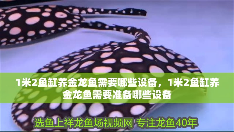 1米2魚缸養(yǎng)金龍魚需要哪些設(shè)備，1米2魚缸養(yǎng)金龍魚需要準(zhǔn)備哪些設(shè)備