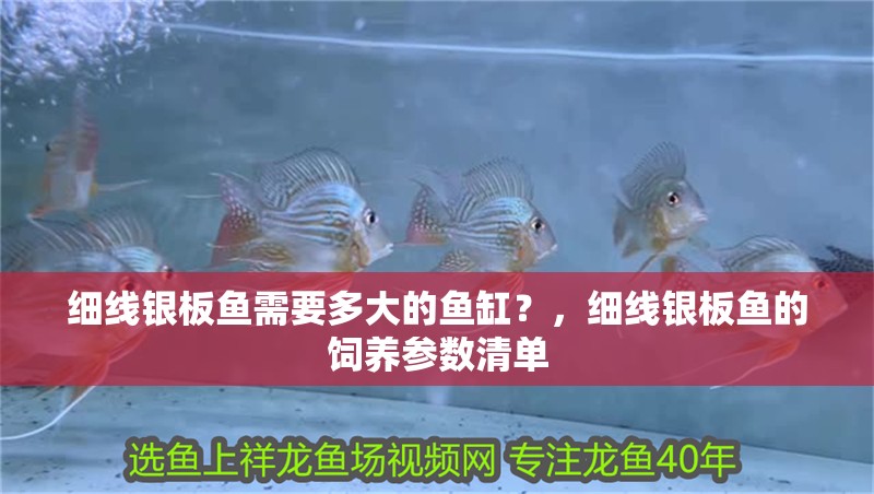 細線銀板魚需要多大的魚缸？，細線銀板魚的飼養(yǎng)參數(shù)清單