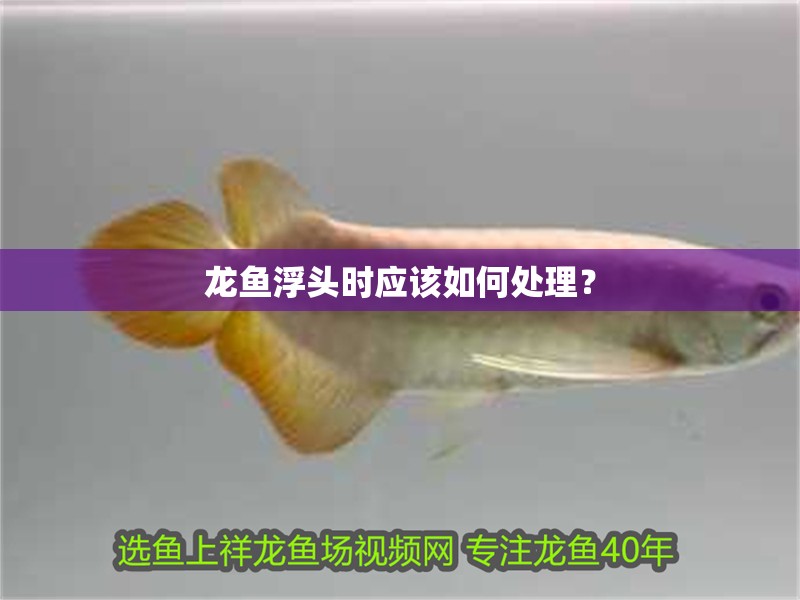 龍魚浮頭時應該如何處理？