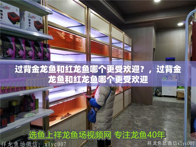 過背金龍魚和紅龍魚哪個更受歡迎？，過背金龍魚和紅龍魚哪個更受歡迎