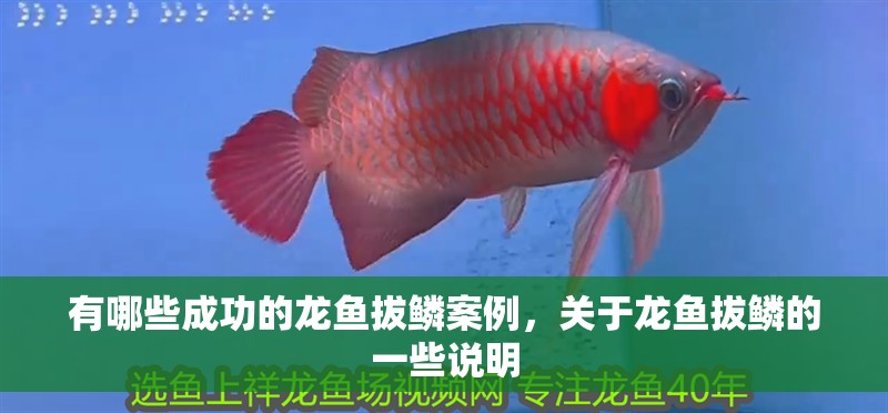 有哪些成功的龍魚拔鱗案例，關于龍魚拔鱗的一些說明