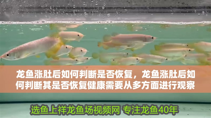 龍魚漲肚后如何判斷是否恢復(fù)，龍魚漲肚后如何判斷其是否恢復(fù)健康需要從多方面進行觀察和評估