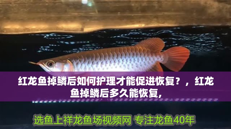 紅龍魚掉鱗后如何護理才能促進恢復？，紅龍魚掉鱗后多久能恢復,