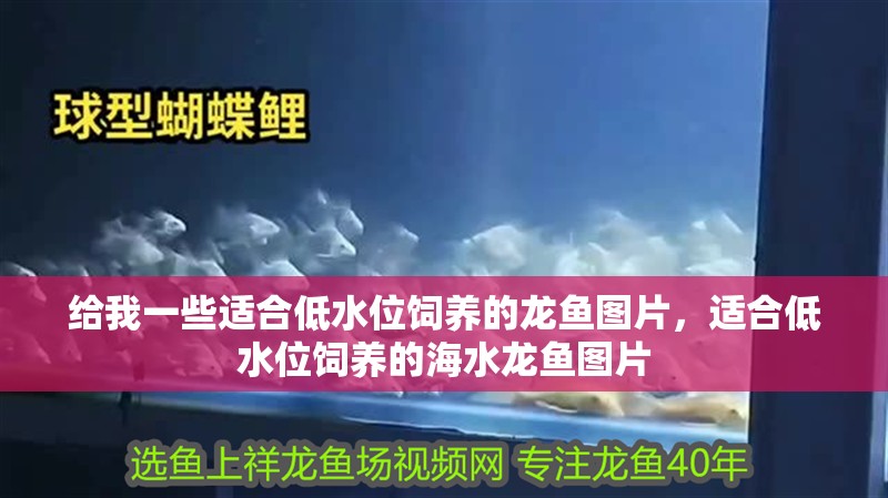 給我一些適合低水位飼養的龍魚圖片，適合低水位飼養的海水龍魚圖片