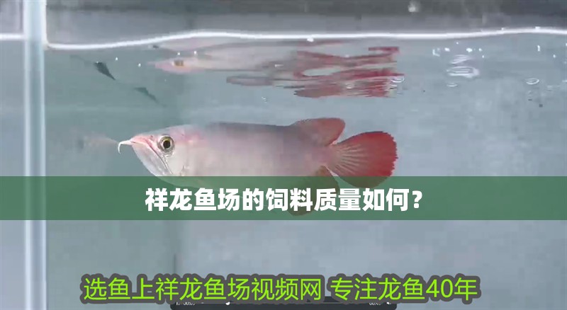 祥龍魚場的飼料質量如何？