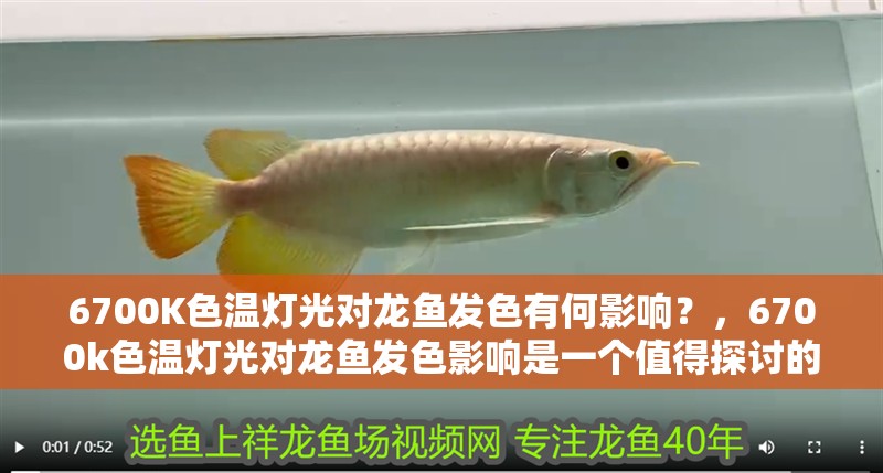 6700K色溫燈光對龍魚發色有何影響？，6700k色溫燈光對龍魚發色影響是一個值得探討的話題