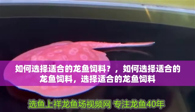 如何選擇適合的龍魚飼料？，如何選擇適合的龍魚飼料，選擇適合的龍魚飼料