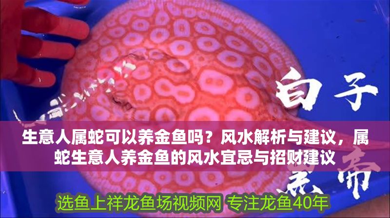 生意人屬蛇可以養金魚嗎？風水解析與建議，屬蛇生意人養金魚的風水宜忌與招財建議