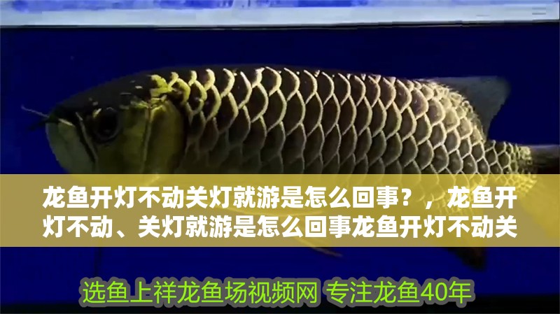 龍魚開燈不動關燈就游是怎么回事？，龍魚開燈不動、關燈就游是怎么回事龍魚開燈不動關燈就游