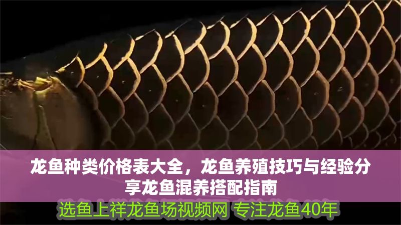 龍魚種類價格表大全，龍魚養殖技巧與經驗分享龍魚混養搭配指南