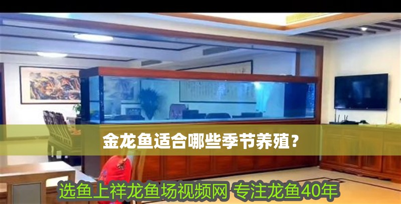 金龍魚適合哪些季節(jié)養(yǎng)殖？