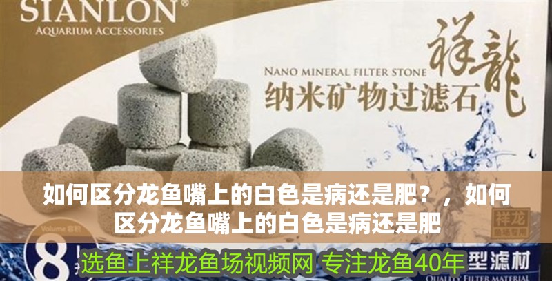 如何區(qū)分龍魚嘴上的白色是病還是肥？，如何區(qū)分龍魚嘴上的白色是病還是肥