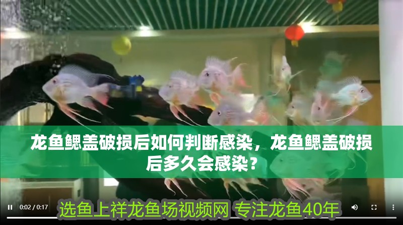 龍魚鰓蓋破損后如何判斷感染，龍魚鰓蓋破損后多久會(huì)感染？
