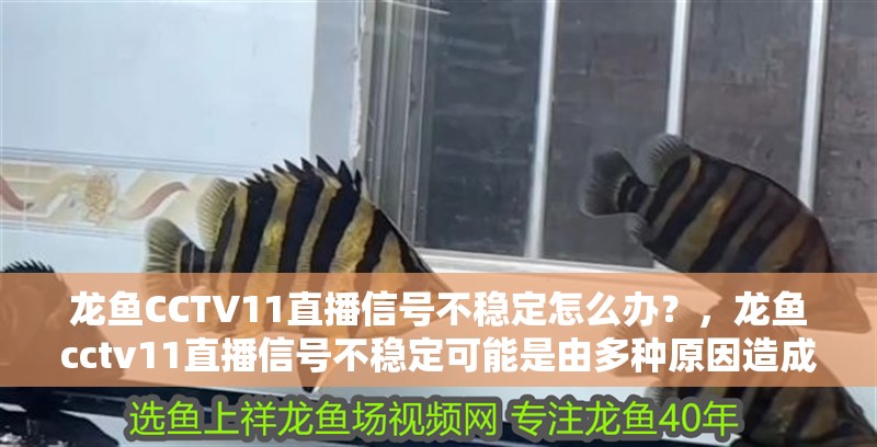 龍魚CCTV11直播信號不穩(wěn)定怎么辦？，龍魚cctv11直播信號不穩(wěn)定可能是由多種原因造成的